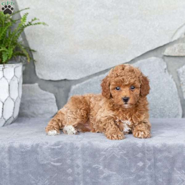 Fern, Miniature Poodle Puppy